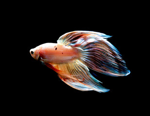 Fototapeta premium colors of siames fighting fish, betta splendensfish.