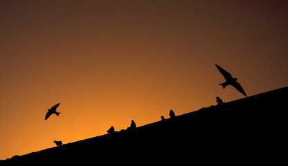 Fototapeta na wymiar Sunset&Birds