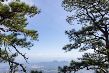 Obraz na płótnie Canvas Pinus mugo - It is also known as creeping pine, dwarf mountain pine, mugo pine.