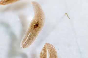 Planarian parasite (flatworm) under microscope view.