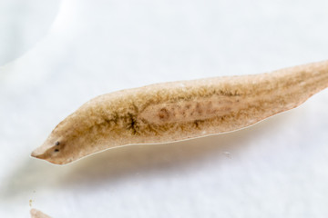 Planarian parasite (flatworm) under microscope view.