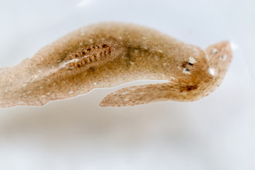 Planarian parasite (flatworm) under microscope view.