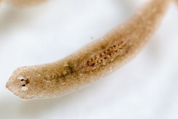 Planarian parasite (flatworm) under microscope view.