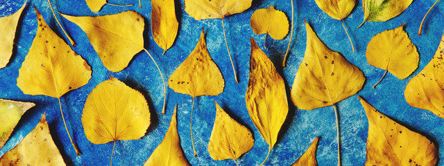 Autumn yellow leaves background. Bright foliage on textured blue surface. Fall season copy space.