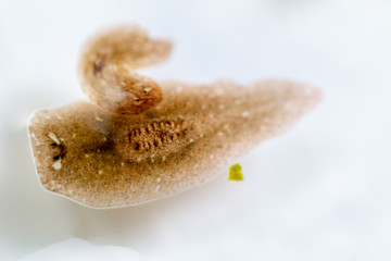 Planarian parasite (flatworm) under microscope view.