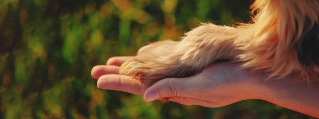 Yorkshire terrier gives paw