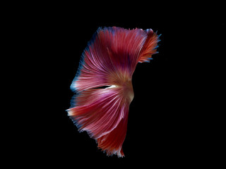 colors of siames fighting fish, betta splendensfish.