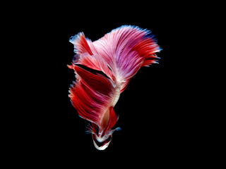 colors of siames fighting fish, betta splendensfish.