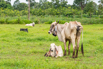 Obraz na płótnie Canvas A white female brahman cow standing next to her calf