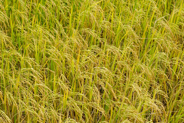 golden field rice of Thailand