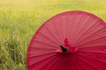 red umbrella in yellow field rice.