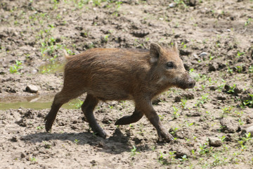 Junge Wildschweine am Waldrand (Sus scrofa)