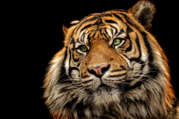 Crédence de cuisine en verre imprimé Tigre Tigre de portrait sur le fond noir