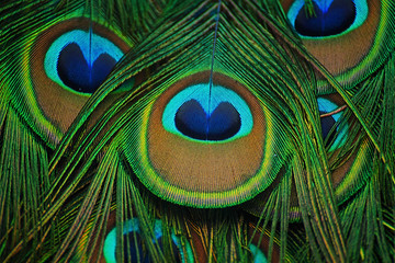 Fototapeta premium Close-up of feathers peacock