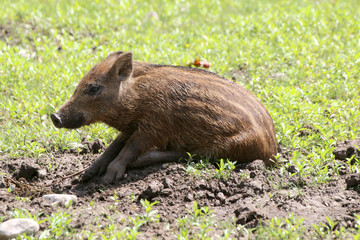 Junge Wildschweine am Waldrand (Sus scrofa)