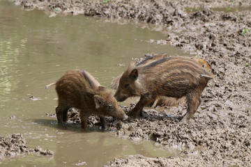 Junge Wildschweine im Wasser (Sus scrofa)