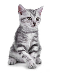 Fototapeta na wymiar Pet kitten on the white background