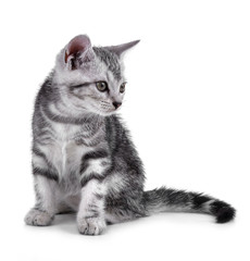 Obraz premium Pet kitten on the white background