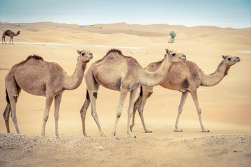 Wilde kamelen in de woestijn