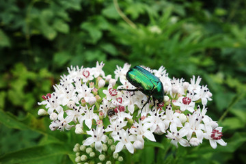 Beetle on flower