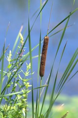 Cattail at river
