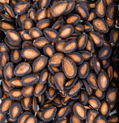 watermelon seed   background.