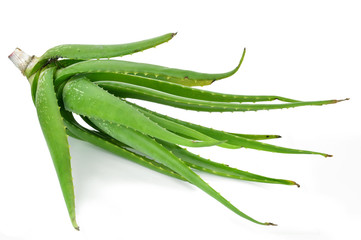 Aloe vera  isolated on white background