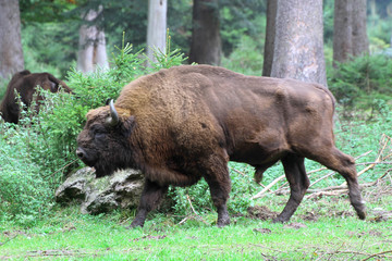 Wisent oder Europäische Bison (Bos bonasus) im Wald