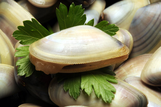 Donax trunculus Telline Wedge clam Обрезанный донакс Arselle Coquina Tellina Tallarina Pichina