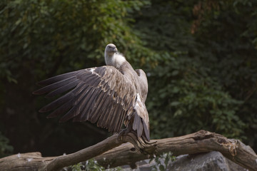 Vautour fauve adulte