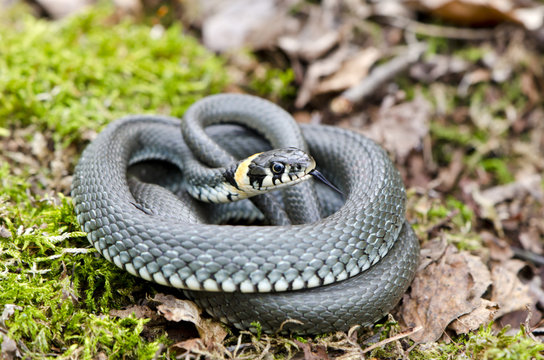 Ringed grass snake Natrix in spring forest