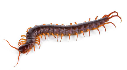 centipede isolated on white background