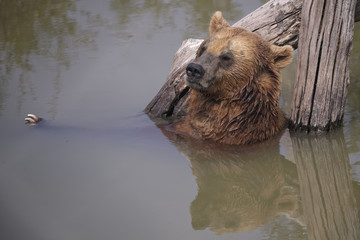 Ours brun d'Eourope à la baignade