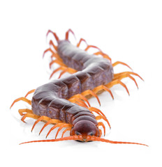 centipede isolated on white background