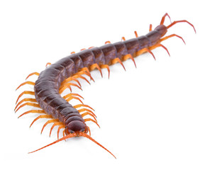 centipede isolated on white background