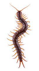 centipede isolated on white background