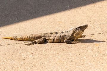 Iguana en la vía