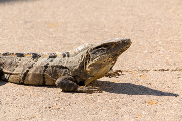 Iguana en el camino