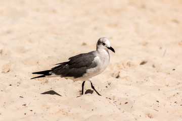Gaviota en la playa