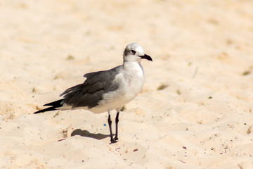 Gaviota en la playa