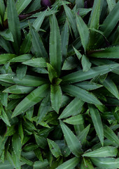 Obraz premium Oyster Lily in naturl background