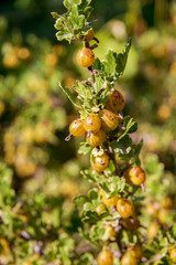  ripe gooseberry berries ripen on bushes in the garden