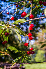 red ripe cherries on a tree in a garden