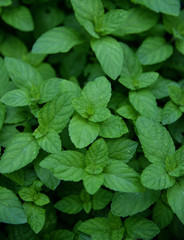 mint plant grow at vegetable garden