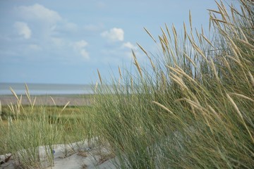 Strandhafer am Meer © Jonas
