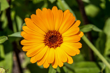  opened flower of calendula on a green background