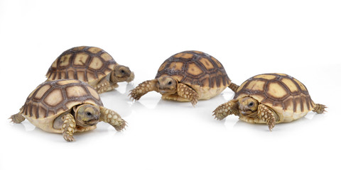 turtle on white background