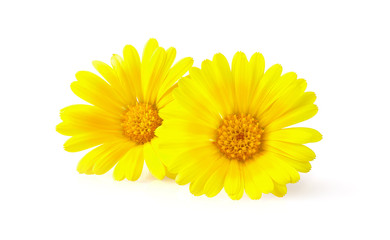Calendula. flowers  isolated on white