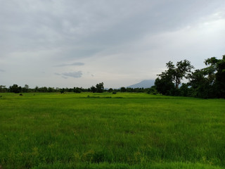 View of rice field.