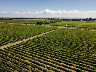 Aerial top view from drone to vineyard